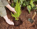 planting native tree