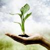 woman's hand holding a growing plant